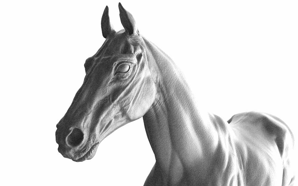 Horse_10