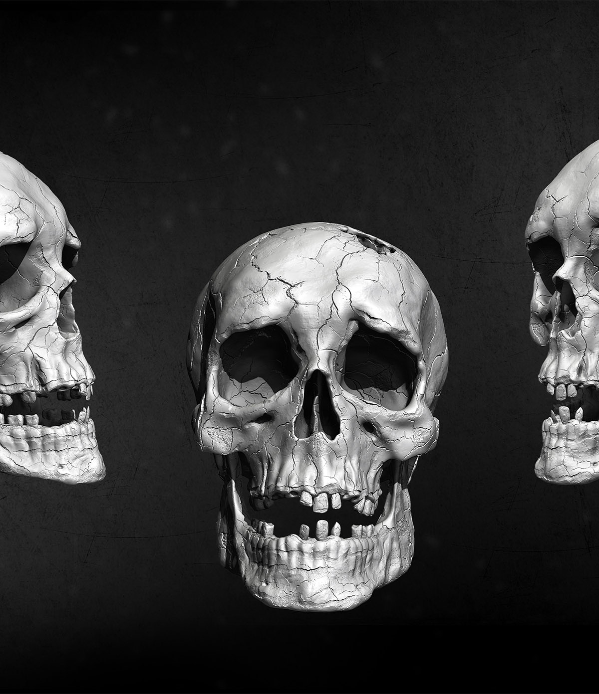 Human Skull 1.jpg