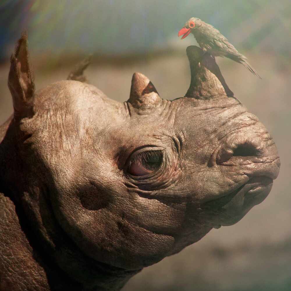 RhinoBirdA_Final03