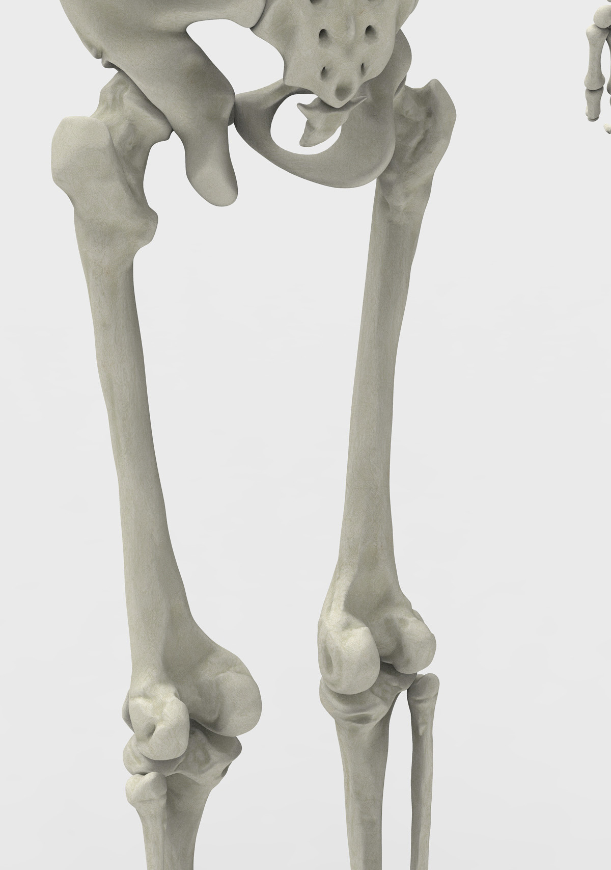Skeleton 4.jpg