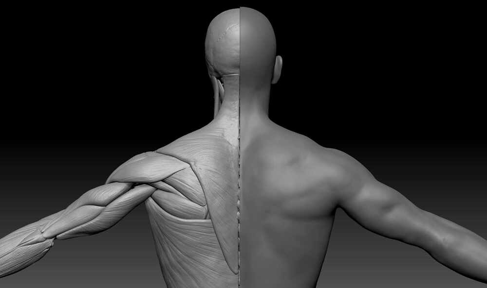 zbrushRear