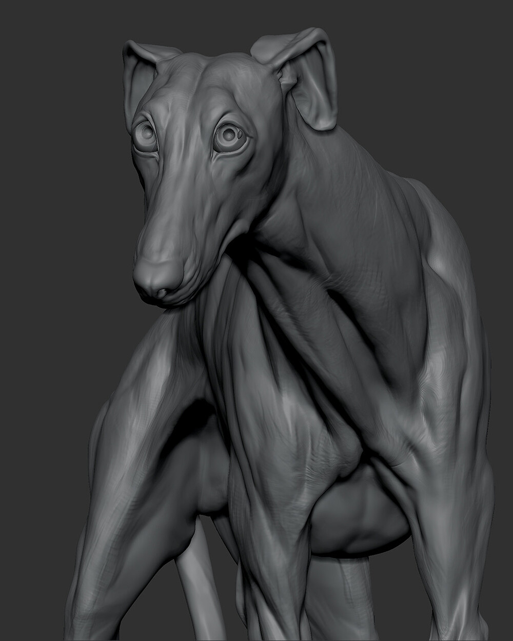 WeeklyStudy_DogAnatomy_02