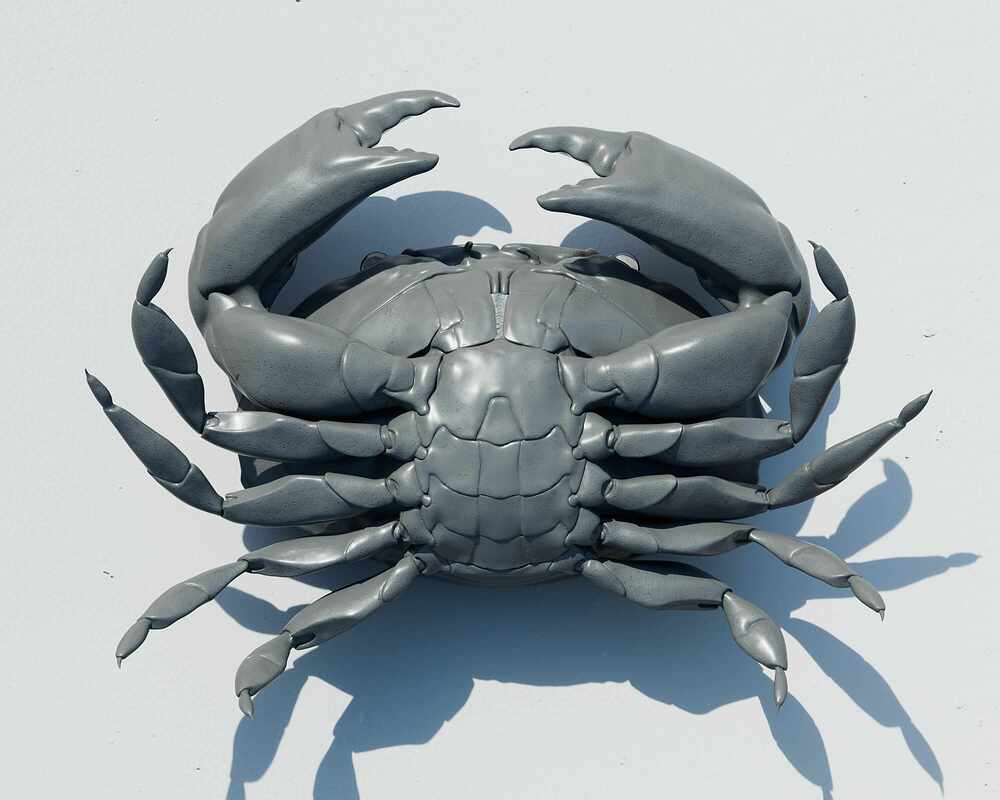 shawlCrab_04