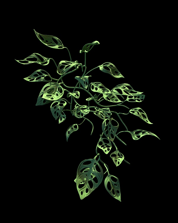 Monstera_SOLO_v02-1