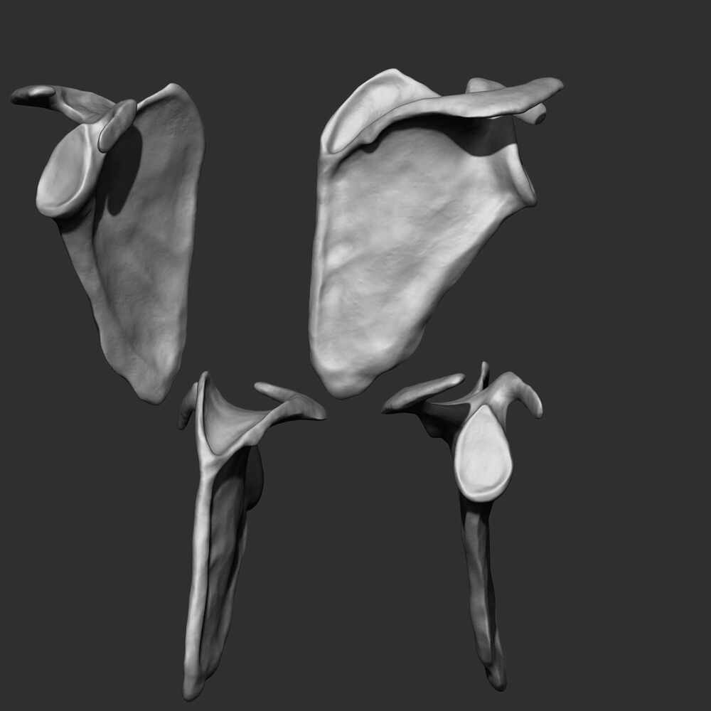scapula