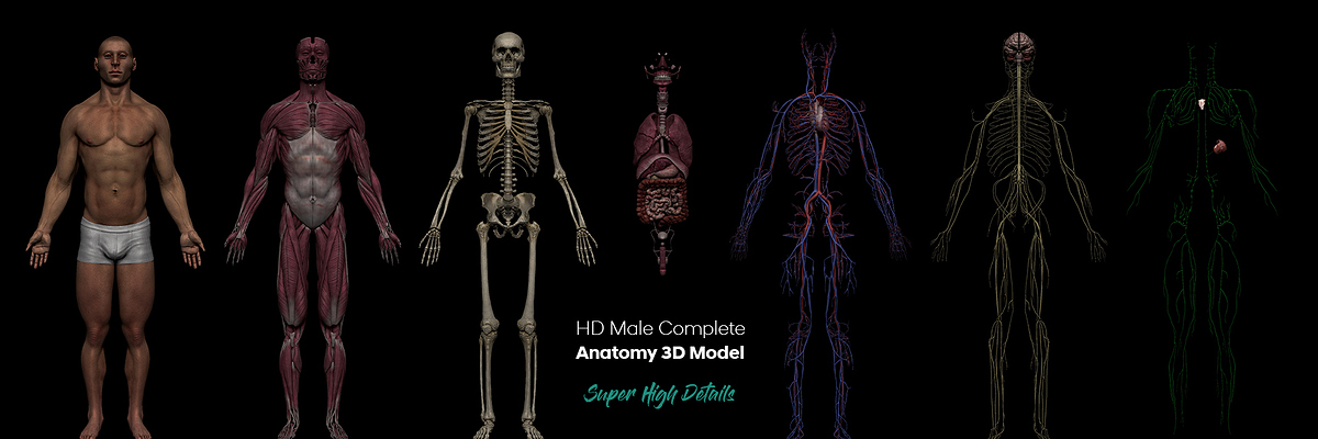 Male anatomy banner