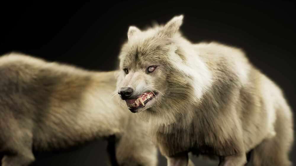 LS_Wolf.0022