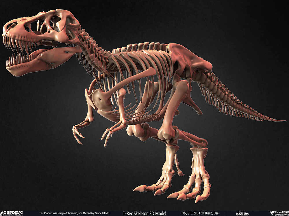 T-Rex Skeleton 3D Model (Tyrannosaurus Rex) Sculpted By Yacine BRINIS Set 018