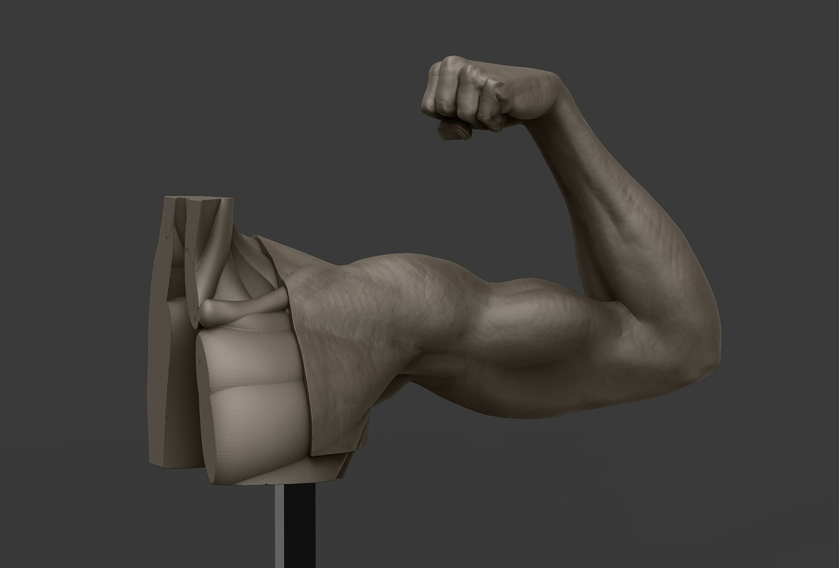 braccio anatomica 2
