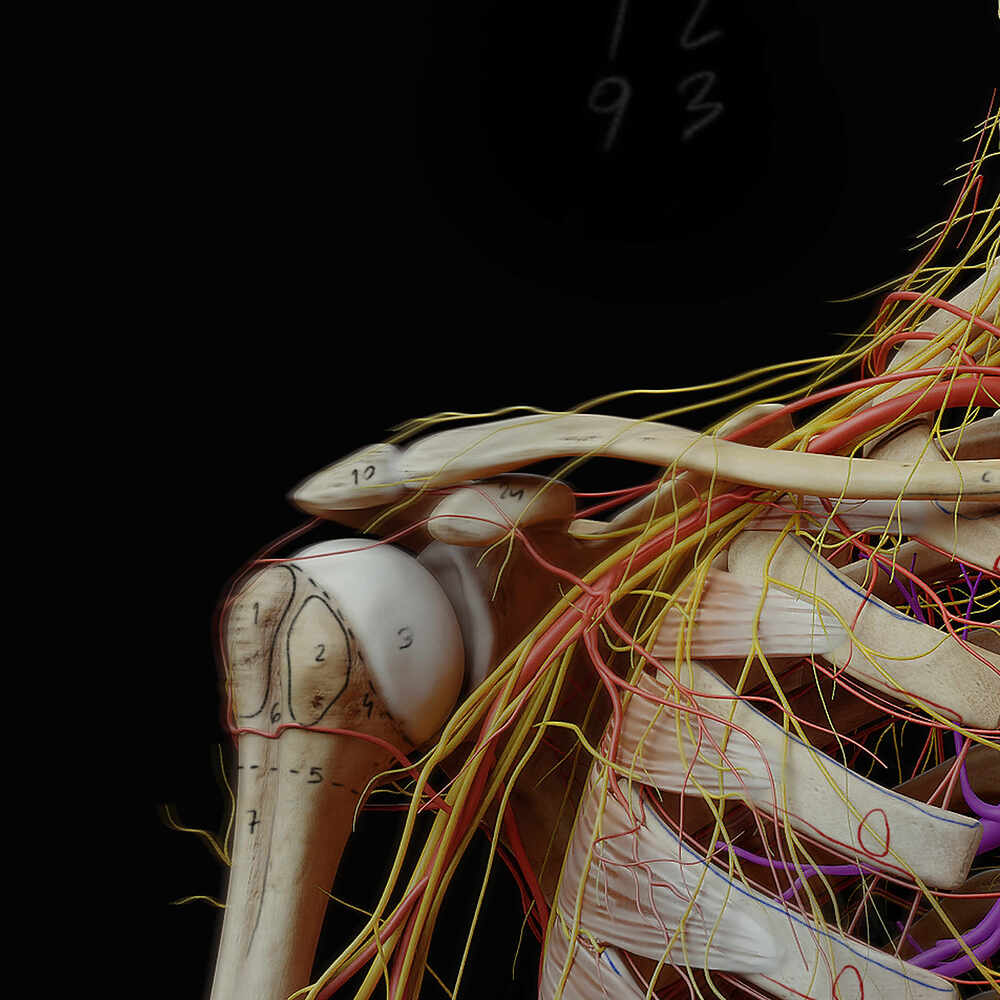 Anatomy_Digital human_artery_nerve 2 c2
