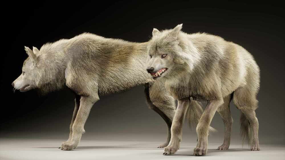 LS_Wolf.0020