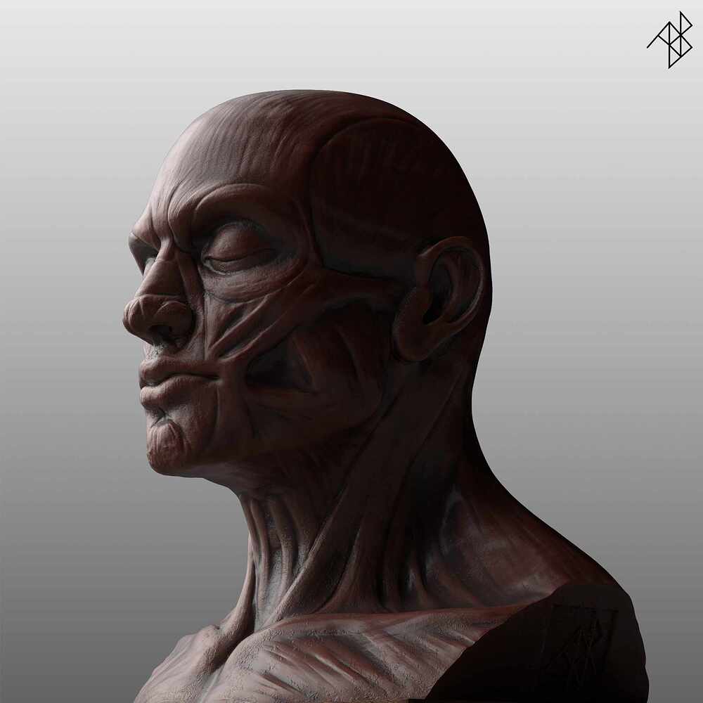Facial Anatomy - Improved - 06