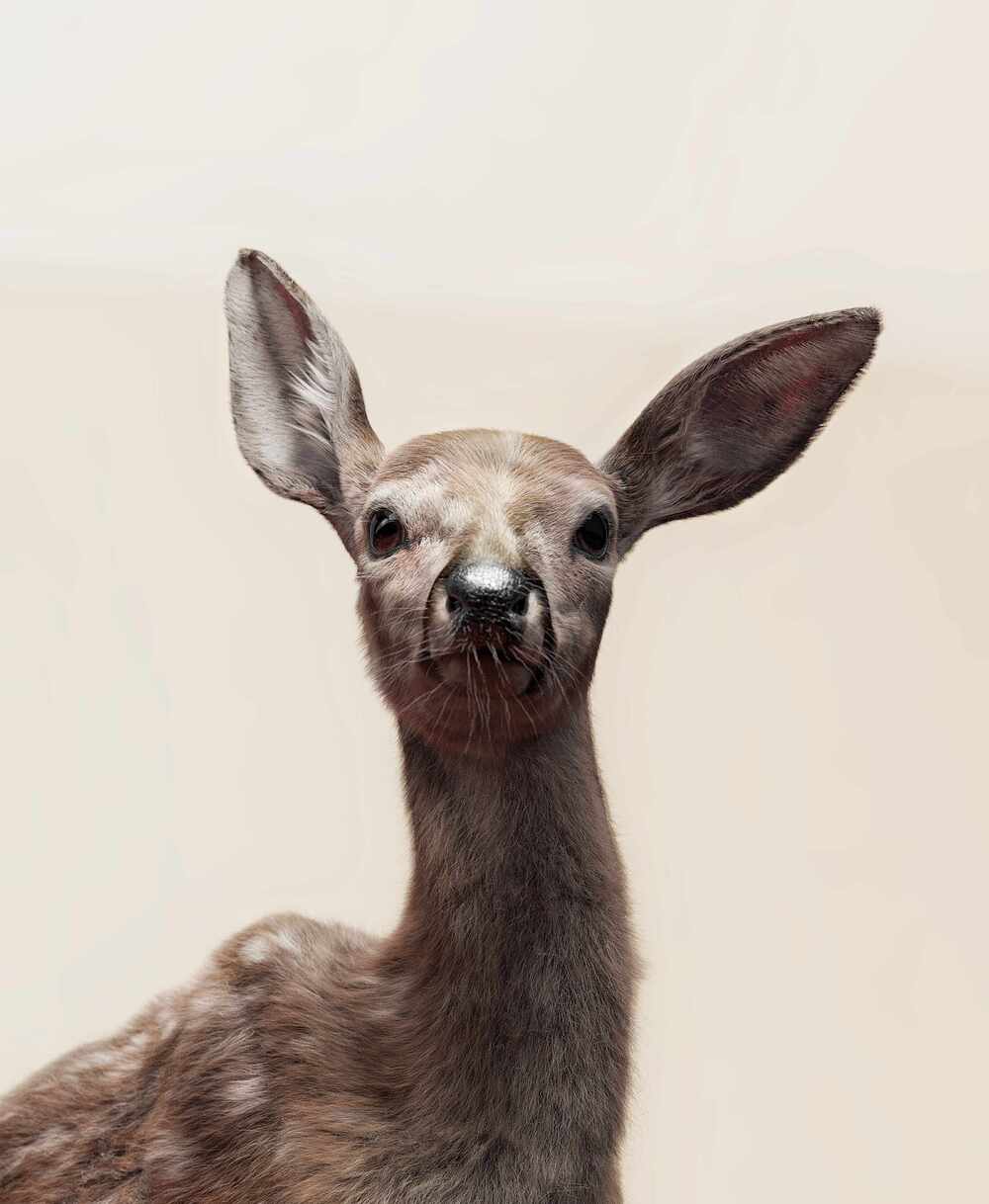 deerCloseColor