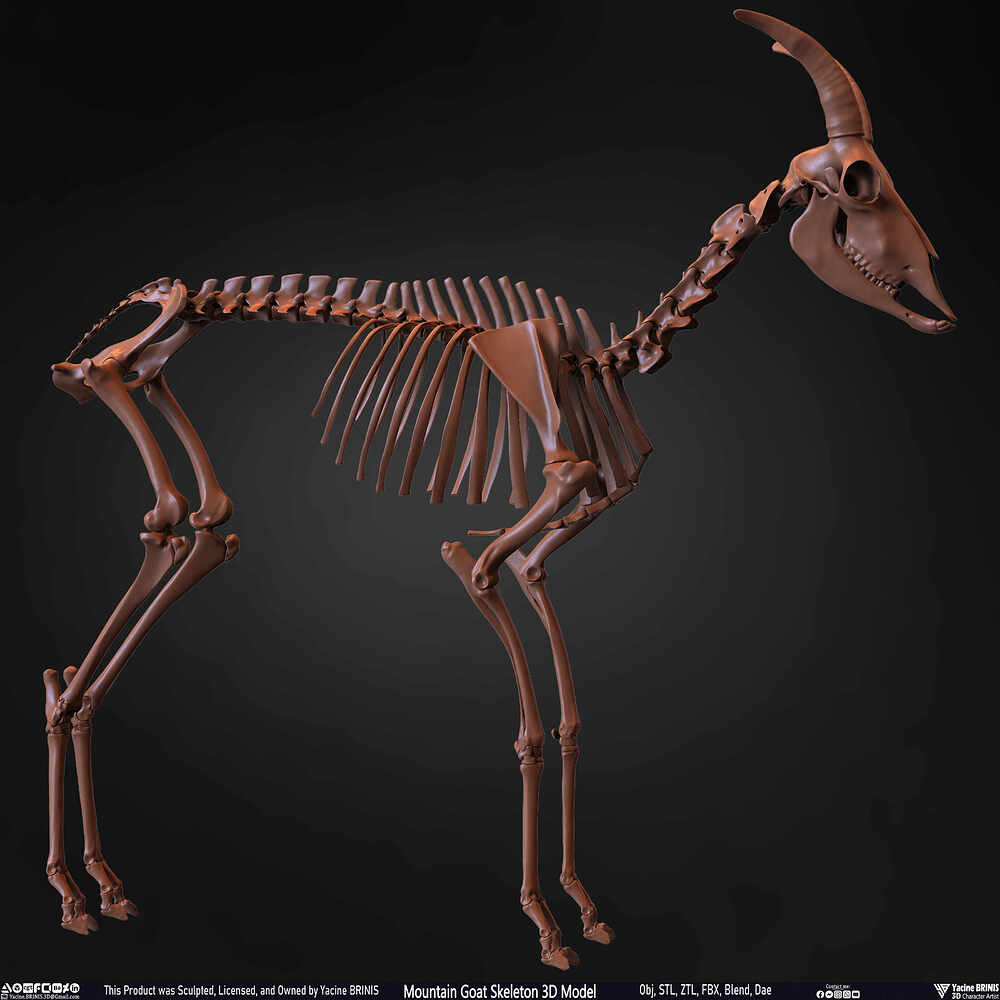 Mountain Goat Skeleton 3D Model Sculpted by Yacine BRINIS Set 025