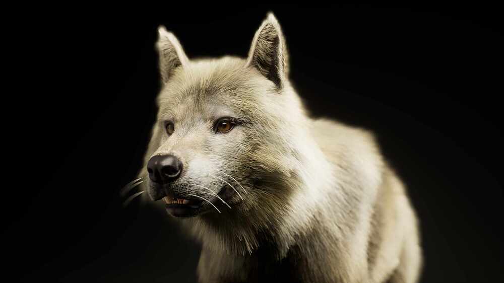 LS_Wolf.0032