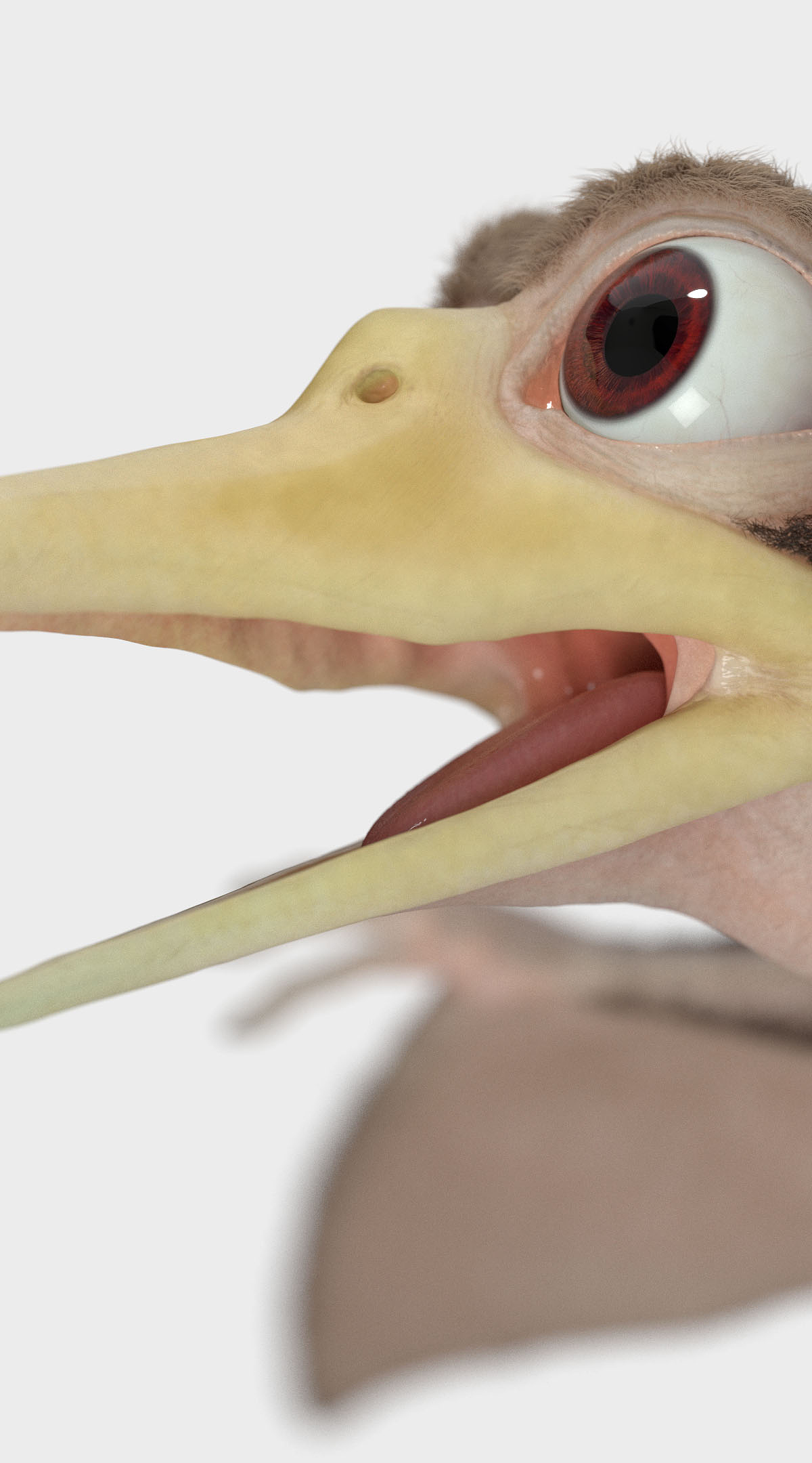 Petrie01b.jpg