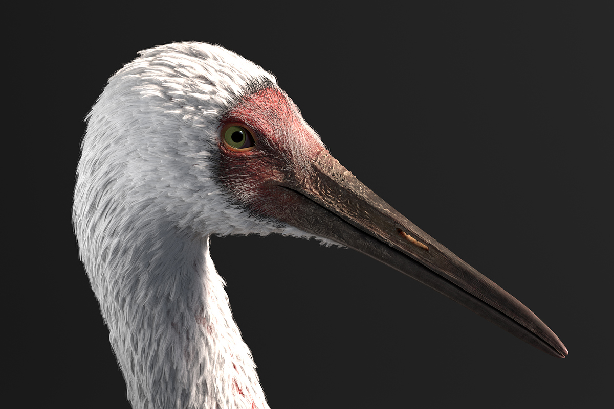 Crane_M_studioLight_v01_JPGv02