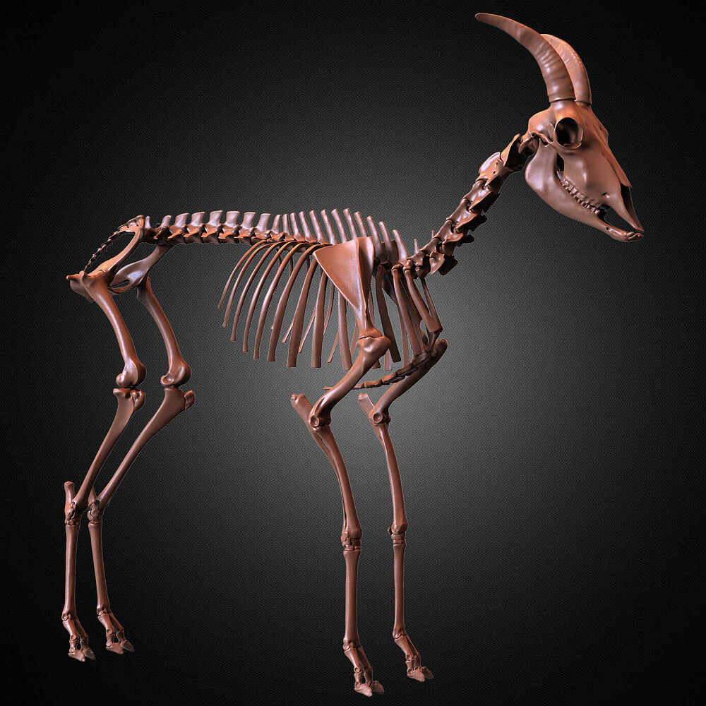 Mountain Goat Skeleton 3D Model Sculpted by Yacine BRINIS Set 041