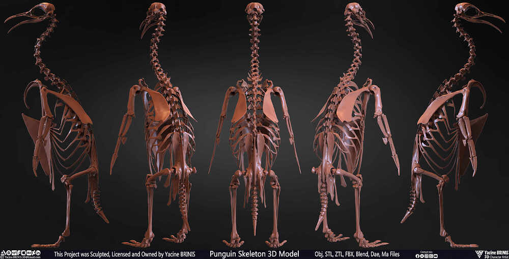 Punguin Skeleton 3D Model Sculpted by Yacine BRINIS Set 039