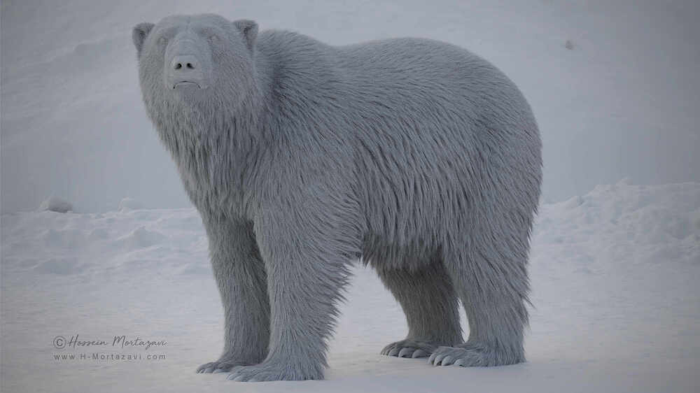 Polar Bear 05-www.h-mortazavi.com