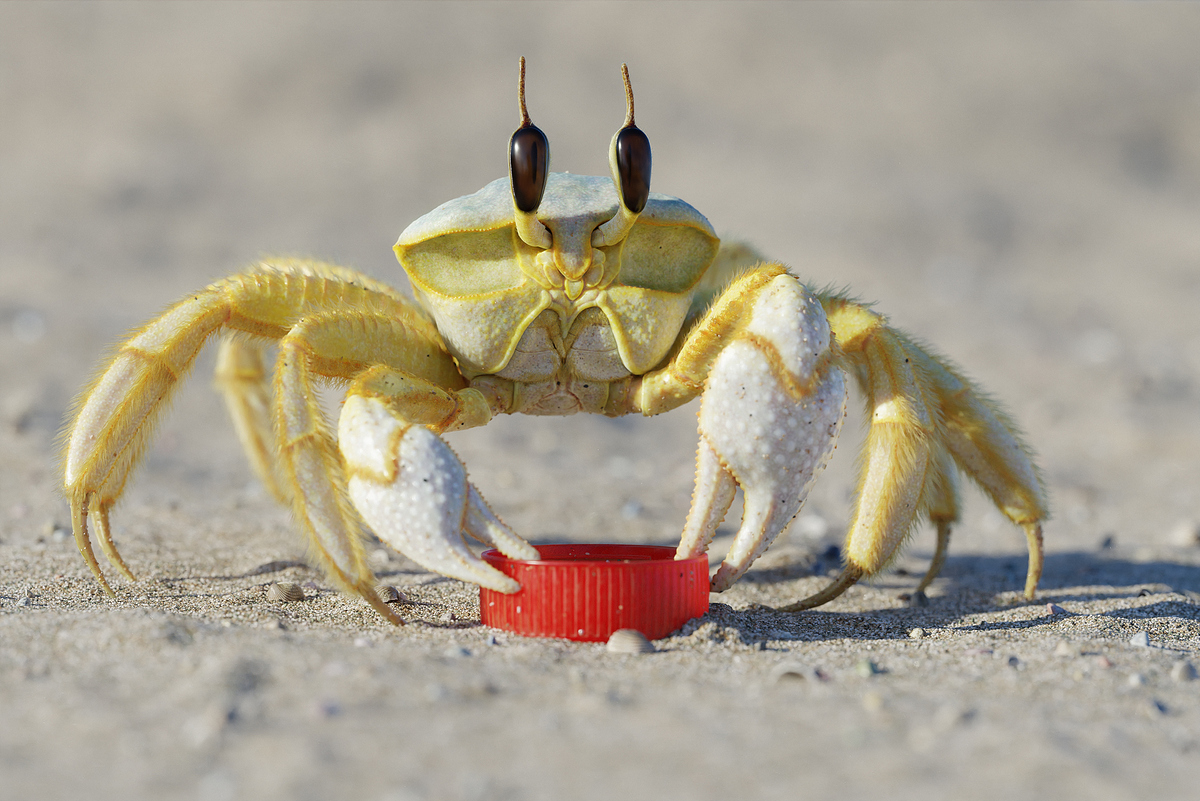 Ghost Crab Final Render