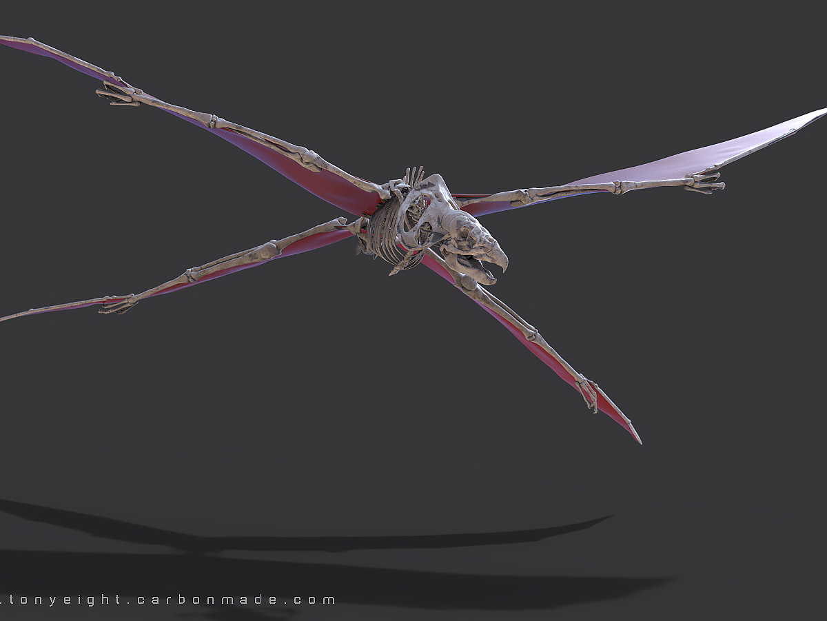 aes nexala_skeleton_01.118.jpg