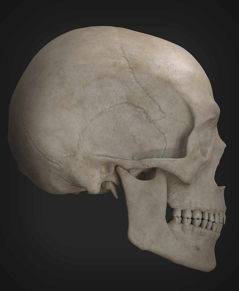 skull_02