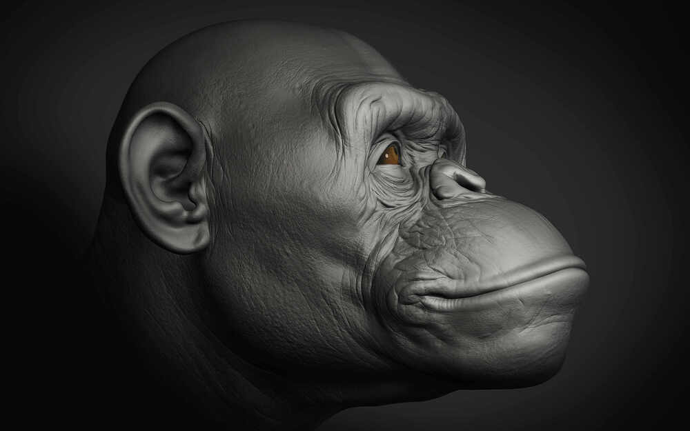 #zbrushapehead#ape