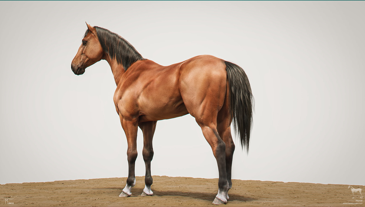 Horse_Stills_Full_whiteBG_v1.3