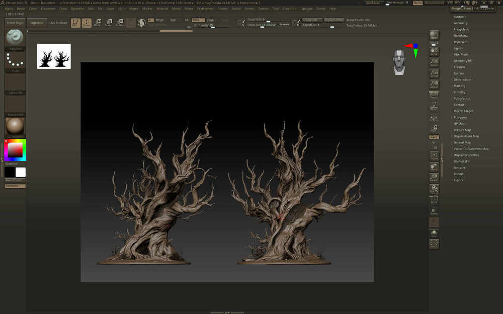 Pinus balfouriana Balf_5