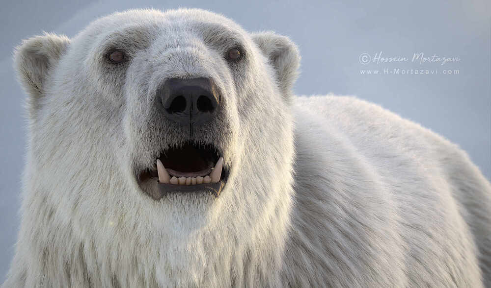 Polar Bear 03-www.h-mortazavi.com