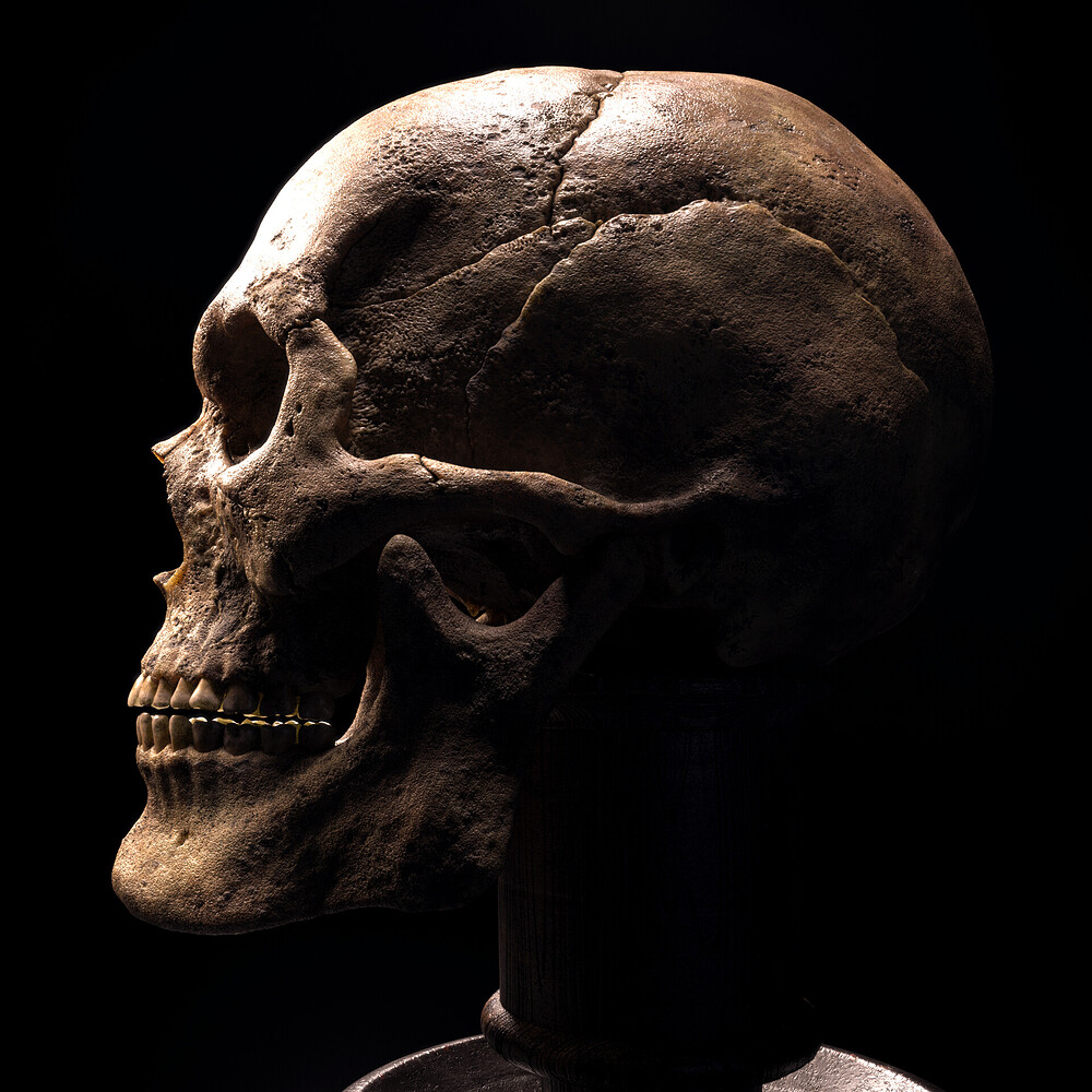 hirotaka-morino-skull-left-side
