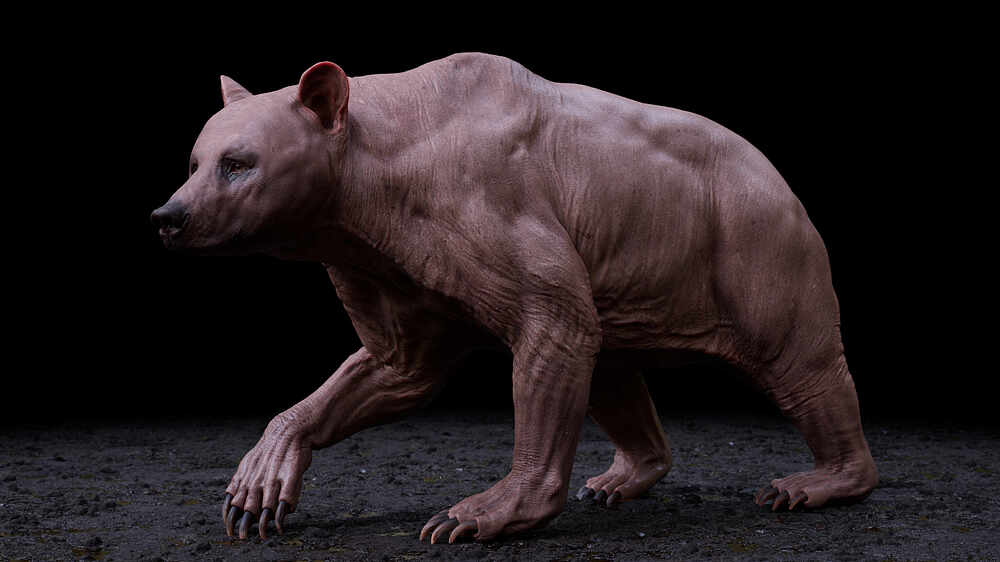 grizzly_body_skin_camShape_acescg_v001
