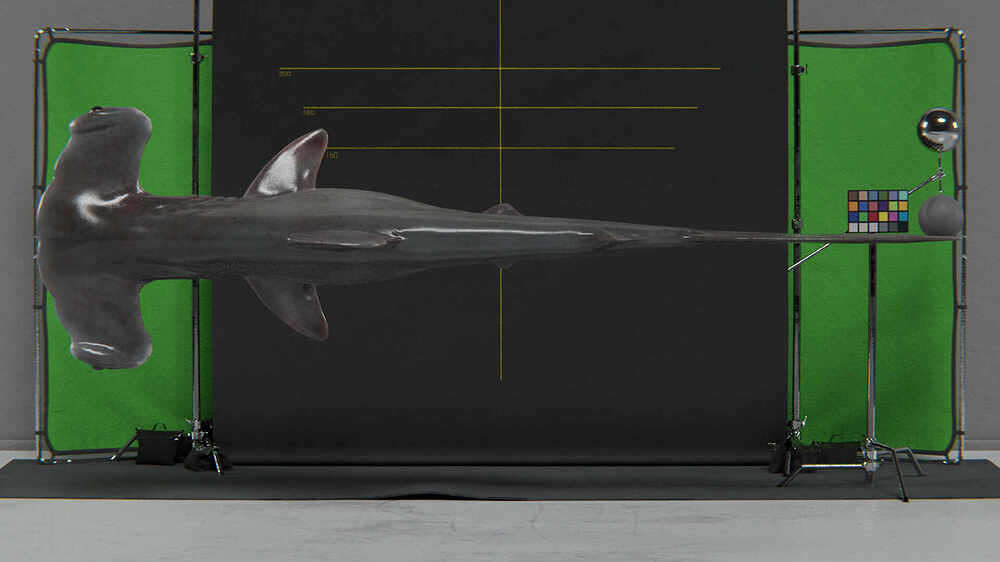 hammerhead shark lookdev edit-4