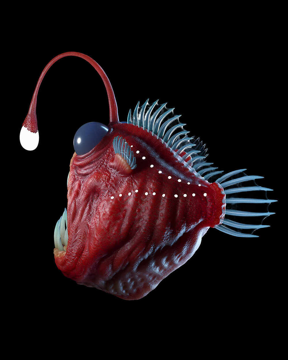 angler4