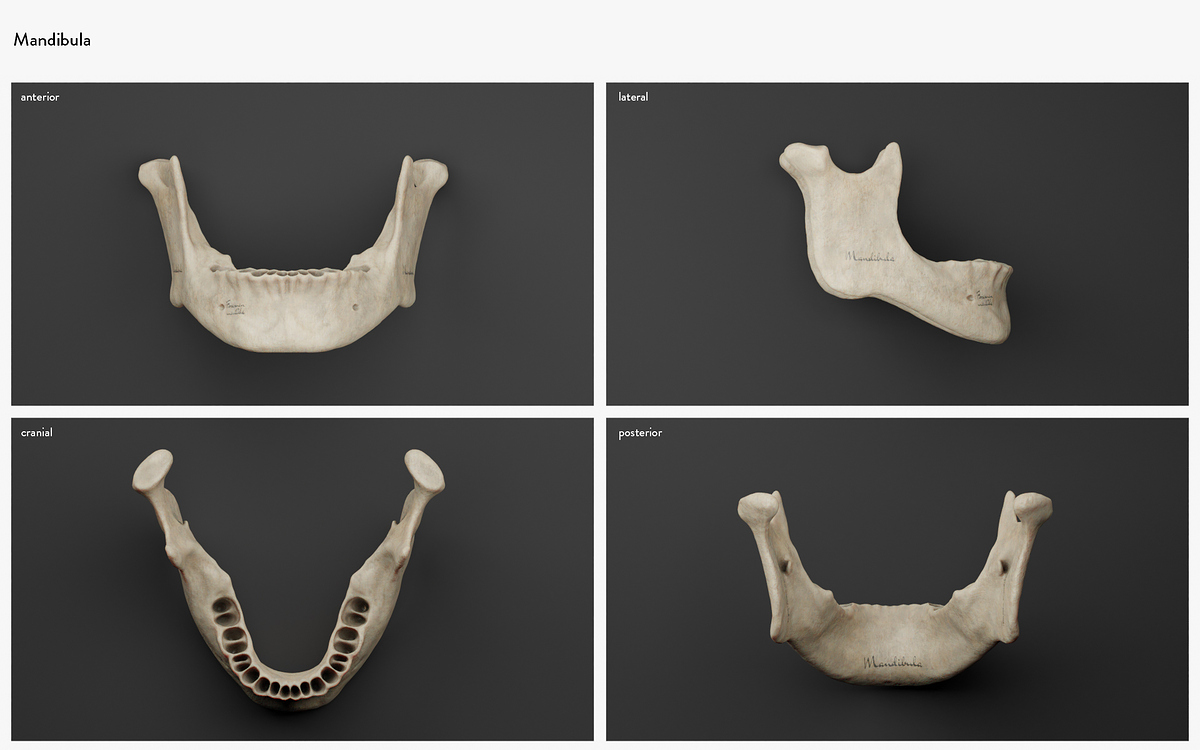 detail_mandibula