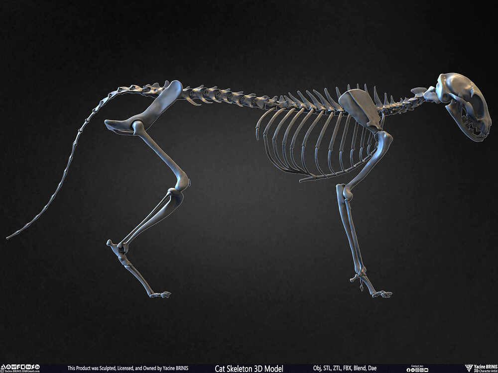 Highly Detailed Cat Skeleton 3D Model Sculpted by Yacine BRINIS Set 023