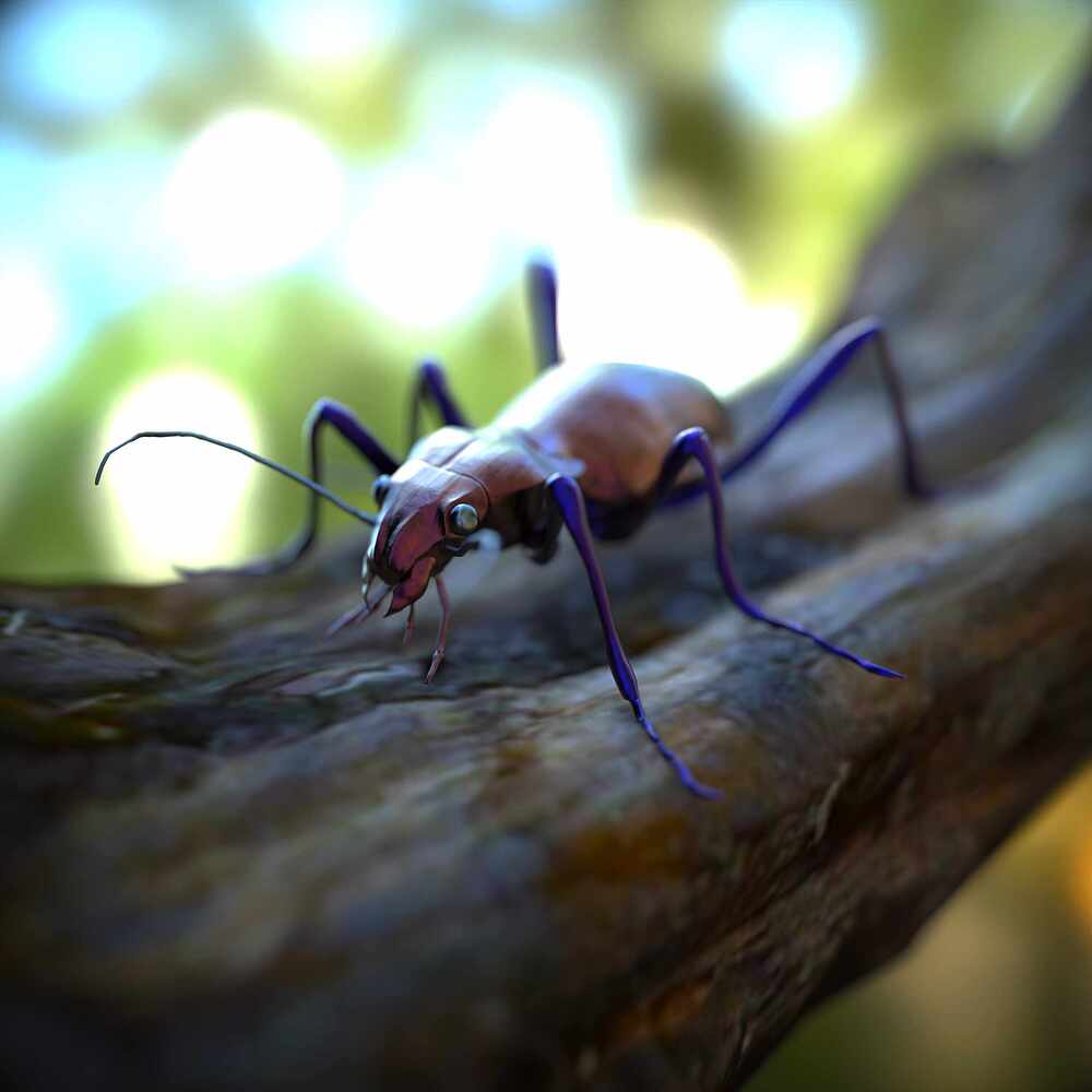 carabus_3.16
