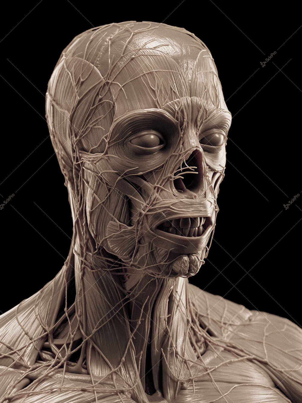 averageFitMale_headNeck_anatomyLayer3
