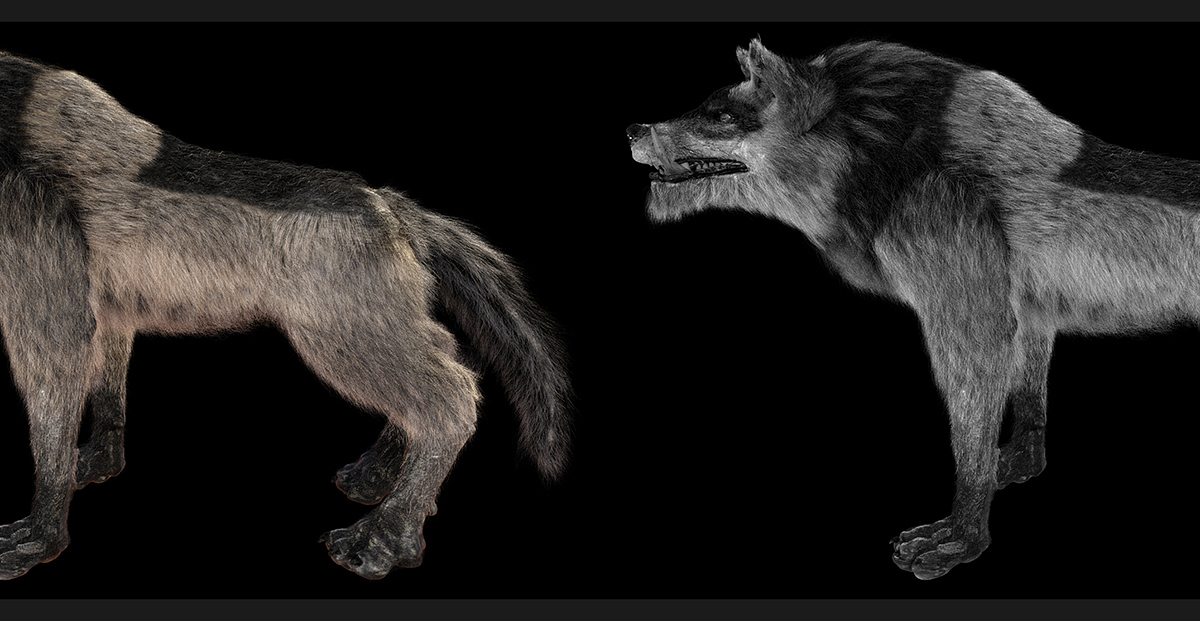 BW_wolf_low_rez.jpg