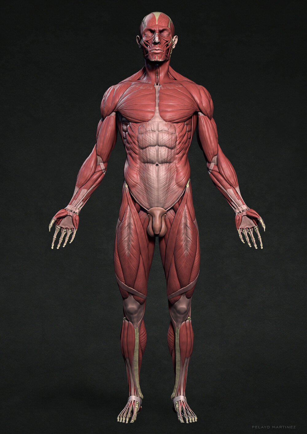 Ecorche-Front