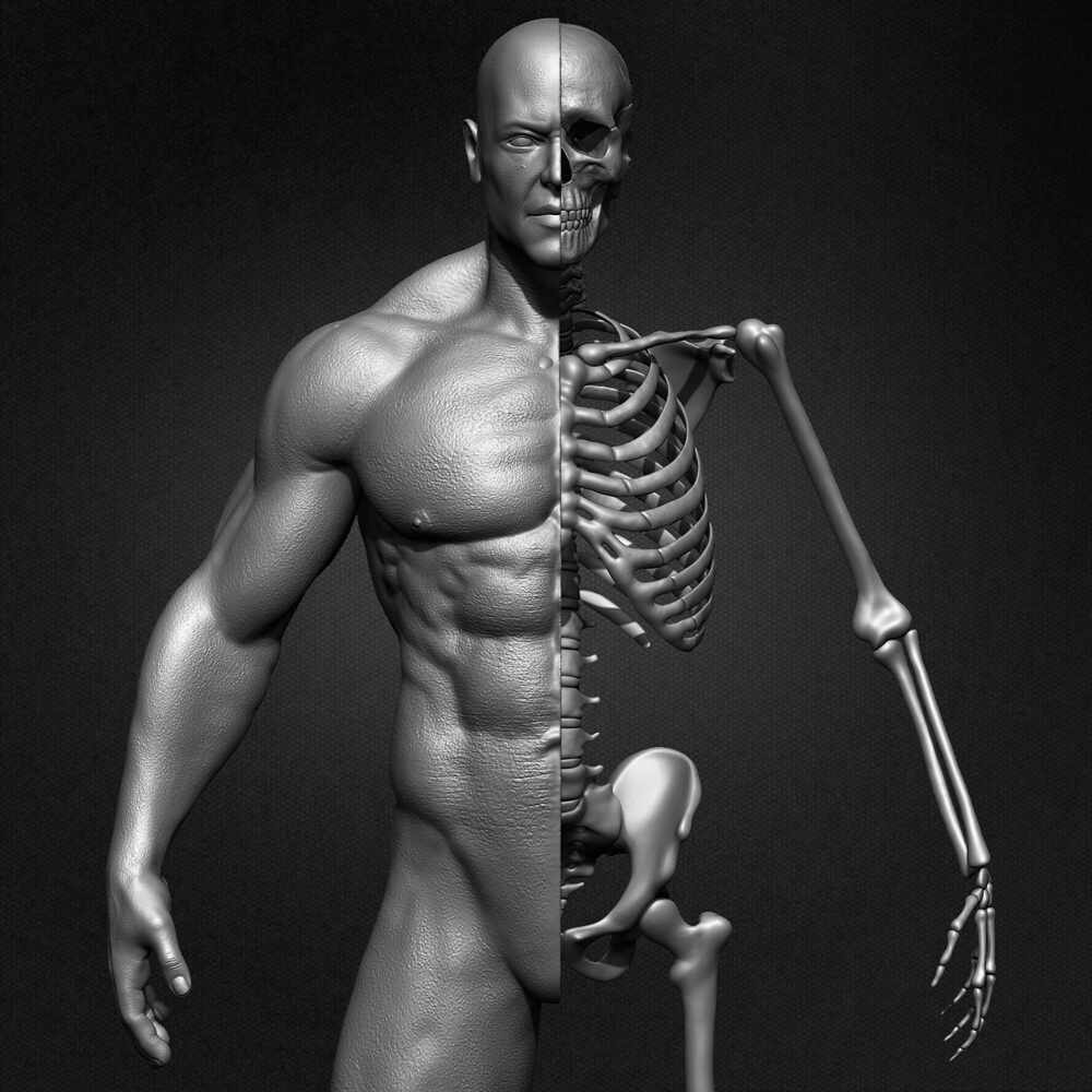 Highly Detailed Human Skeleton 3D Model sculpted by Yacine BRINIS 021