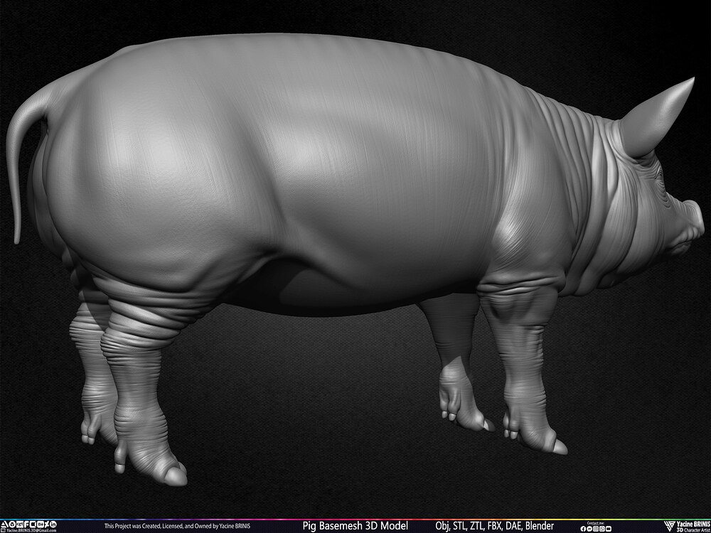 Pig Basemesh 3D Model Animal Anatomy Sculpted by Yacine BRINIS Set 027