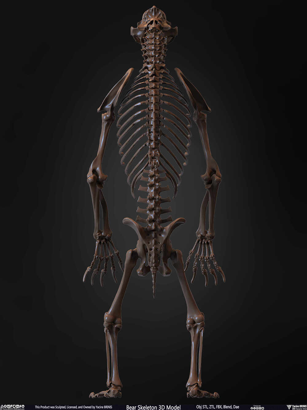 Bear Skeleton 3D Model Sculpted by Yacine BRINIS Set 016