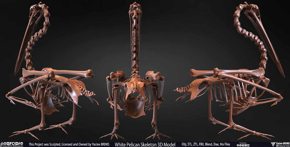 White Pelican Skeleton 3D Model Sculpted by Yacine BRINIS Set 002