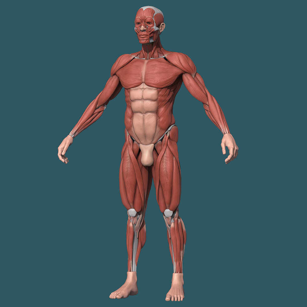 Ecorche_Render_COMPO_PSD