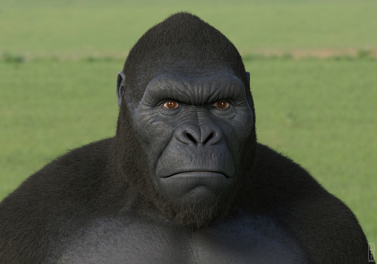 salah-elshehry-z42x-kong