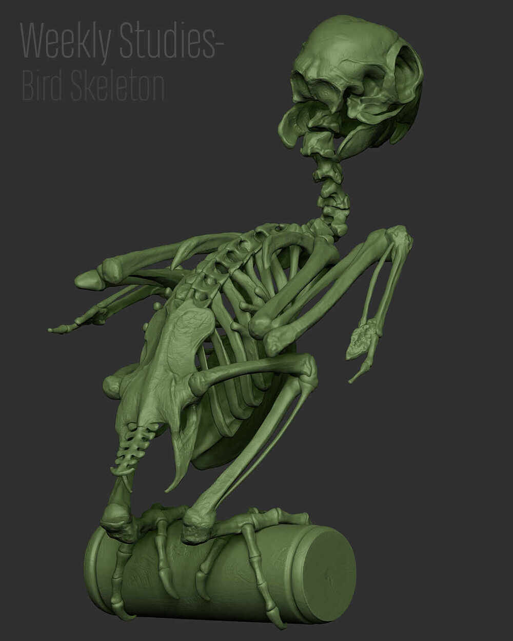 BirdStudy_Renders_03