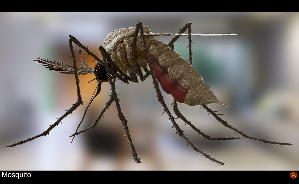 mosquito_002