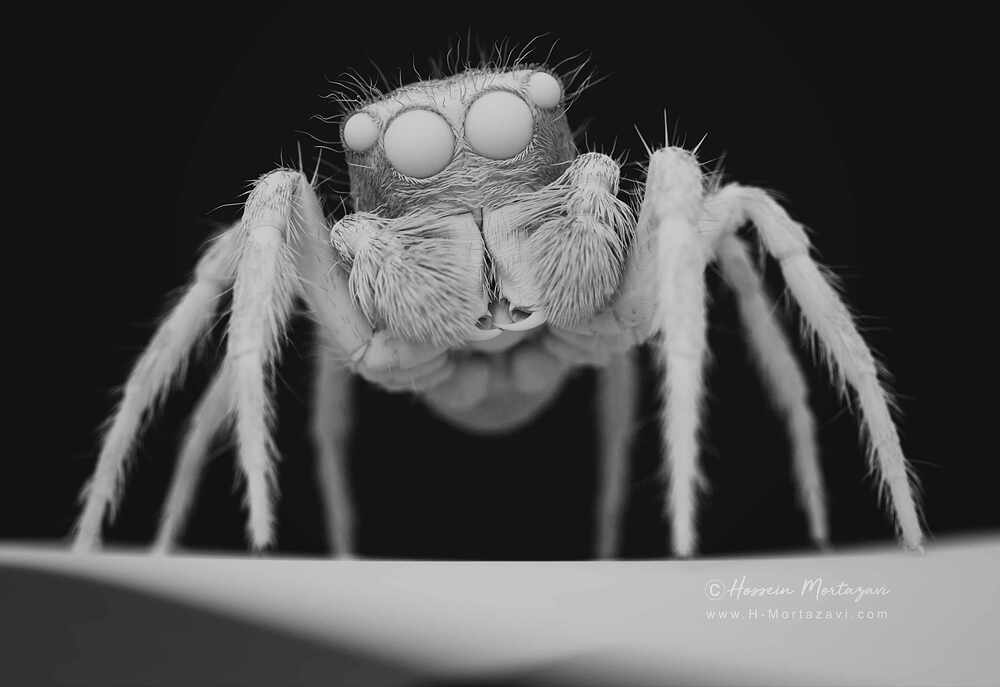 Jumping_Spider_04